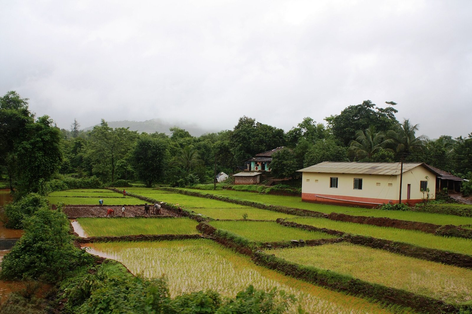 India monsoon rice farmers field