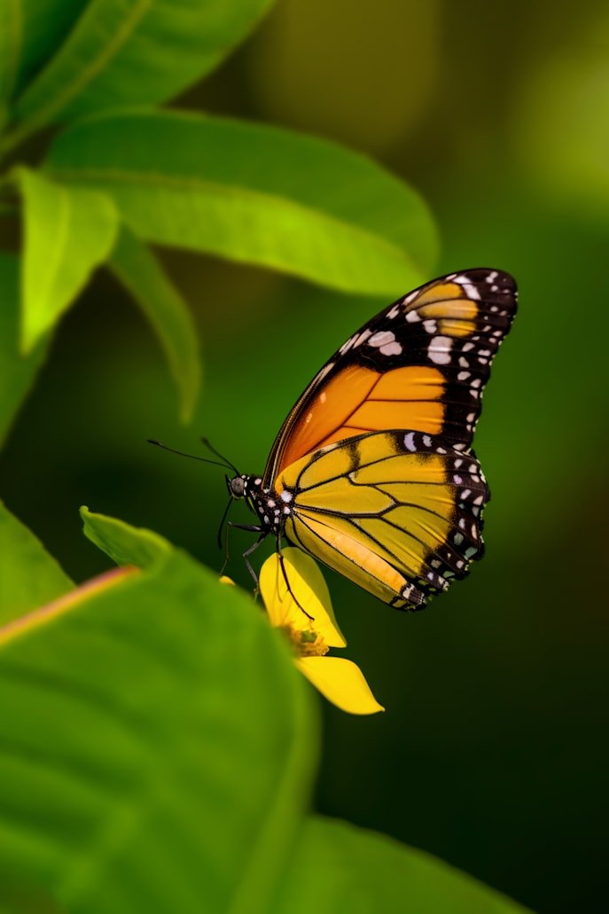 Orange and black butterfly resting on a yellow flower