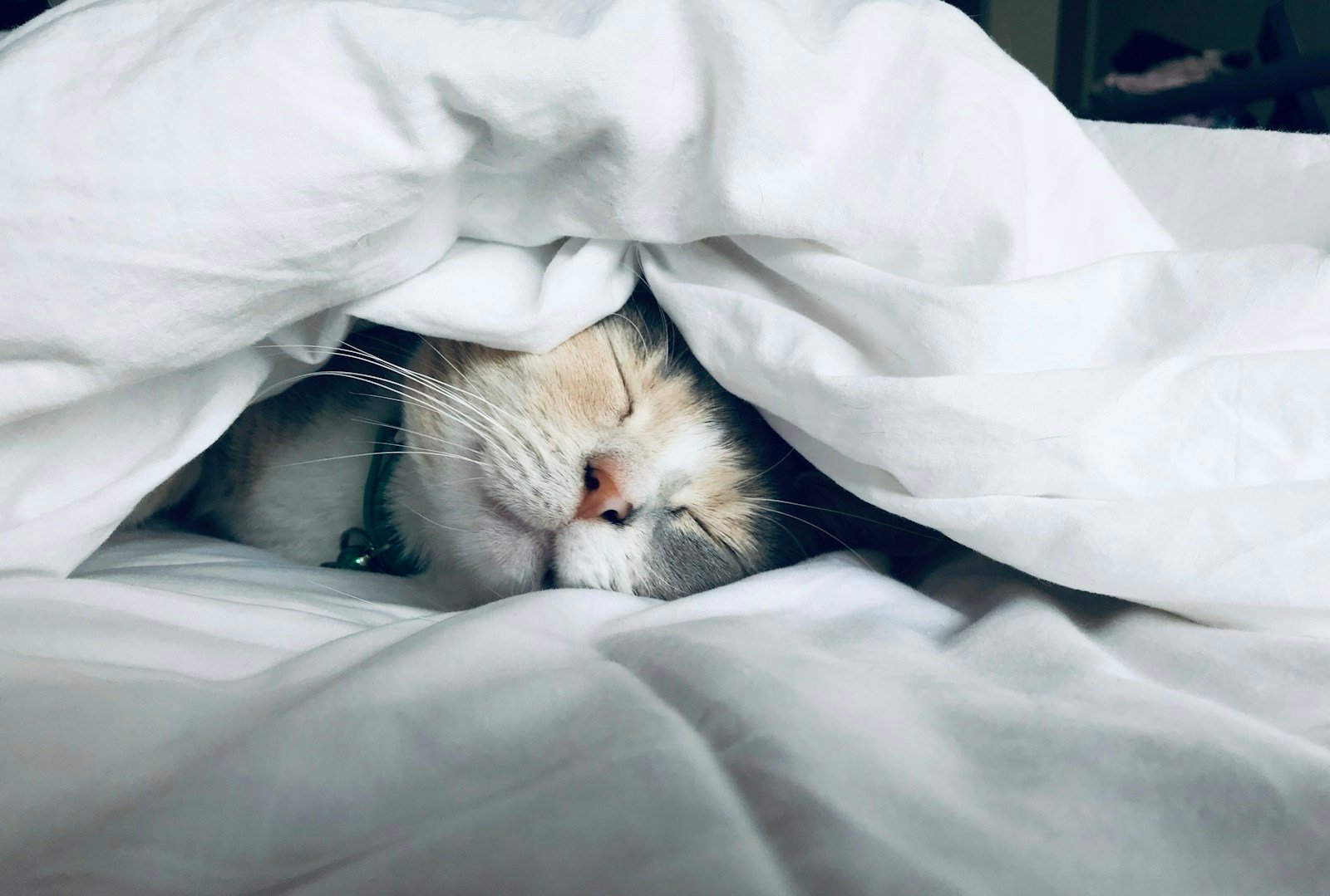 Why Sleep Regularity Matters Alongside Sleep Duration