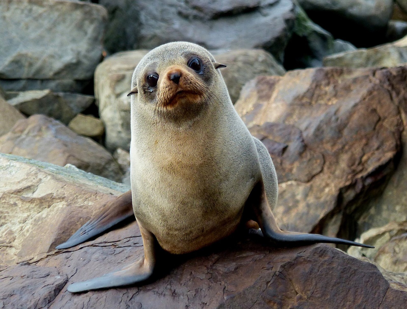 Australia Confirms Its First Mainland H5N1 Infection in a Mammal